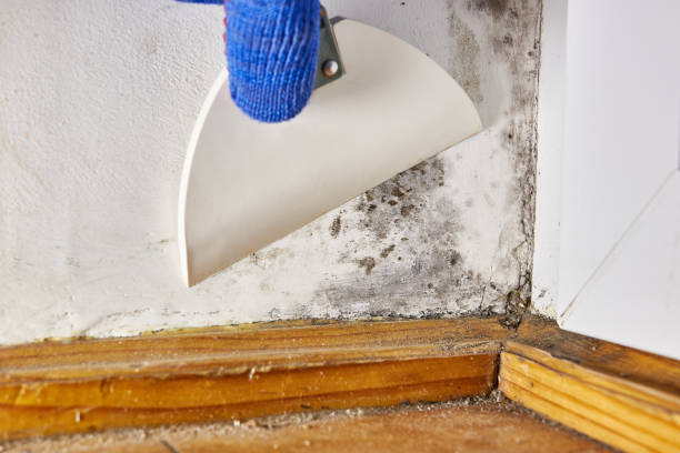 Best Mold Prevention Services  in Clarkston, WA