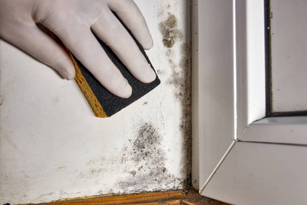 Best Mold Documentation for Insurance Claims  in Clarkston, WA